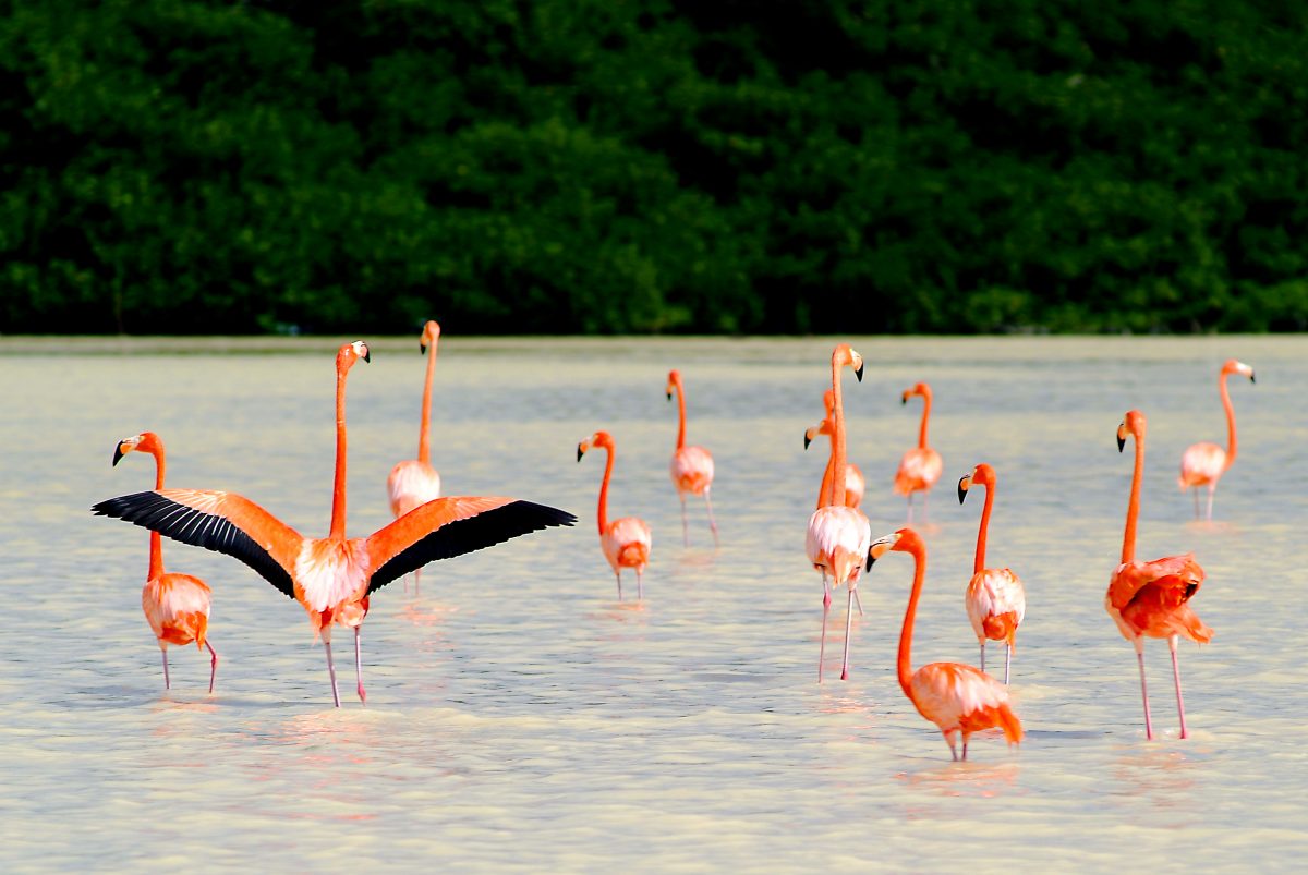 If you are interested in wildlife, you will enjoy exploring Celestun. The wildlife reserve at Celestun is a bird sanctuary best known as a flamingo breeding spot, as well as a stop-over for migrating North American birds.
